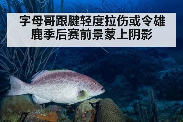 字母哥跟腱轻度拉伤或令雄鹿季后赛前景蒙上阴影